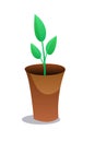 Home green plant flat vector illustration. Indoor flower in brown pot Royalty Free Stock Photo