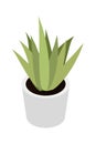 Home green plant flat vector illustration. Indoor flower in white pot. Window flowerpot decoration cartoon drawing Royalty Free Stock Photo