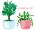 Home green plants in the blue and pink pots. House plants. Watercolor hand drawn illustration. Royalty Free Stock Photo