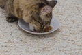 With a saucer of dry food eats at home grey cat Royalty Free Stock Photo