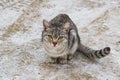 Home grey cat in winter outside on the road in the snow