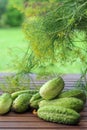 Home grow cucumbers straight from the garden with blurred dills on the background