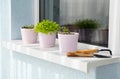 Home growing greenery in pots on windowsill. Small sprouts of salad, basil and spinet on balcony at sunny day