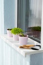 Home growing greenery in pots on windowsill. Small sprouts of salad, basil and spinet on balcony at sunny day