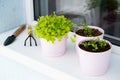 Home growing greenery in pots on windowsill. Small sprouts of salad, basil and spinet on balcony at sunny day
