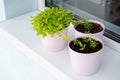 Home growing greenery in pots on windowsill. Small sprouts of salad, basil and spinet on balcony at sunny day