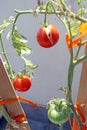 Home growing red and green tomatoes