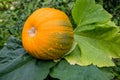 Ripe orange pumpkin lies on a vegetable garden in a natural environment. Pumpkin in rural scene. Fresh, ripe, pumpkins Royalty Free Stock Photo