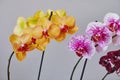 Home grown blooming phalaenopsis orchid collection colorful flowers Royalty Free Stock Photo
