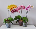 Home grown blooming phalaenopsis orchid collection colorful flowers Royalty Free Stock Photo
