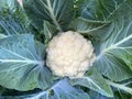 Home Grown Cauliflower