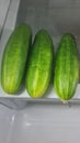 Home grown cucumber Royalty Free Stock Photo