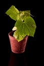 Cucumber plant Royalty Free Stock Photo