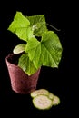 Cucumber plant Royalty Free Stock Photo