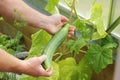 Home grown cucumber Royalty Free Stock Photo