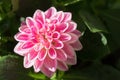 Home grown Dahlia flower in bright pink rays blooming in the sun