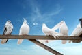 Home-grown doves