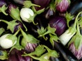 Home grown eggplants Royalty Free Stock Photo