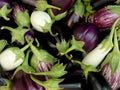 Home grown eggplants Royalty Free Stock Photo