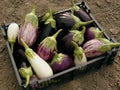 Home grown eggplants Royalty Free Stock Photo