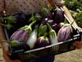 Home grown eggplants Royalty Free Stock Photo