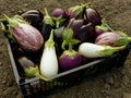 Home grown eggplants Royalty Free Stock Photo