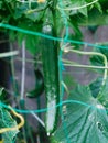 Home grown fresh organic cucumber hanging Royalty Free Stock Photo