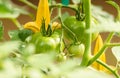 Fresh green tomatoes growing vine with yellow trellis in background Royalty Free Stock Photo