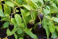 Home grown green purple chili pepper after the rain in the garden Royalty Free Stock Photo