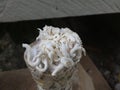 Home grown grey oyster mushrooms, the plastic has been taken of too late Royalty Free Stock Photo