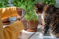 Owner cat with interested pet cutting organic dill grown eco friendly pot with scissors at home