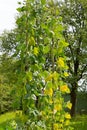 Home grown organic broad bean fava bean, faba bean in garden Royalty Free Stock Photo