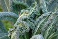 Home Grown Organic Kale