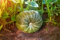 Home Grown Organic Pumpkin on vegetable garden. The green juicy ripening pumpkin on the kitchen garden. Royalty Free Stock Photo
