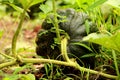 Home Grown Organic Pumpkin on vegetable garden Royalty Free Stock Photo