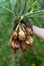 Home Grown Organic Shakespeare Onions Allium cepa in hands summer harvest