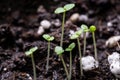 Home-grown plants, shoots of small plants macro