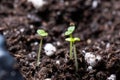 Home-grown plants, shoots of small plants macro