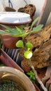 Home-grown potted fig bearing fruits