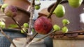 Home-grown potted fig with ripe and unripe figs