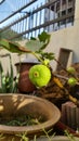 Home-grown potted fig with water droplets