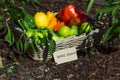 Home grown produce - bright colours Royalty Free Stock Photo