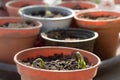 Home grown runner bean vegetable seedling plants growing in pots of compost Royalty Free Stock Photo