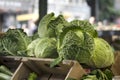 The Home grown Savoy cabbage Brassica oleracea var. sabauda is a winter vegetable used in stews and soups, as well as roasted Royalty Free Stock Photo