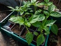 Home-grown small pepper plants growing in pots in greenhouse. Vegetable seedlings in pots, germinating seedlings. Food growing Royalty Free Stock Photo