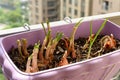 home grown srping onion on a balcony