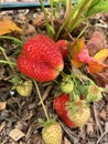 Home grown strawberries Royalty Free Stock Photo