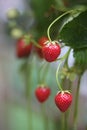 Home Grown Strawberries