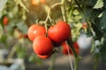 Home grown tomato vegetables growing on vine in greenhouse. Autumn vegetable harvest on organic farm Royalty Free Stock Photo