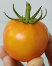 Home grown tomato with a white background